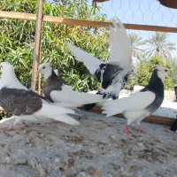 تعدادی کفتر فروشی طوقی و