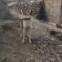 سگ فروشی برا نگهبانی