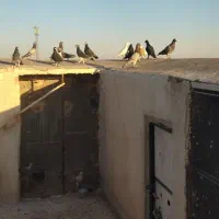 دودسته کفتر 20تایی زدوخوردی کفتر بوم با فیلم پرش