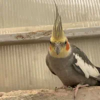 عروس