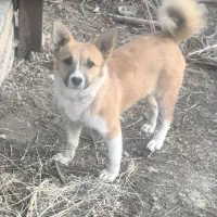 سگ خانگی پیدا شده