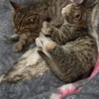 واگذاری گربه