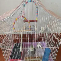 عروس هلندی یک عدد ماده