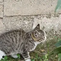 واگزاری رایگان  گربه|گربه|بابل, |دیوار