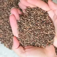 عدس خوش پخت و پاک