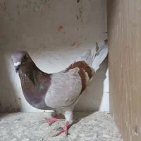 کبوتر