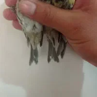 با سلام سهره