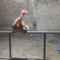 بوقلمون ماده