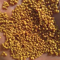 بذریونجه قره یونجه|خدمات باغبانی و درختکاری|میاندوآب, |دیوار