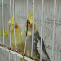 لوتینوی زیبا|پرنده|رشت, حسین آباد|دیوار