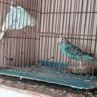 مرغ عشق|پرنده|لاهیجان, گلستان|دیوار