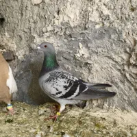 کبوتر پلاکی