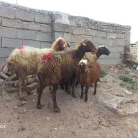 (میش بره مهربانی با بره درشت ۲۰کیلو) گوسفند