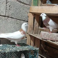 طوقی نروماده