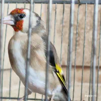 ماده سهره کار داده سهره کهنه جفت قناری|پرنده|شیراز, شاپورجان|دیوار