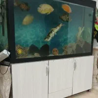 آکواریوم و ماهی