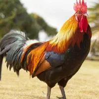 پرنده پیدا شده