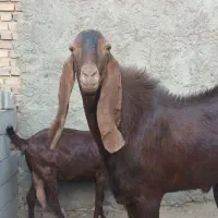 دو عدد نر بز پاکستانی لنگ سه قلوزا