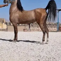 اسب مادیان