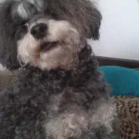 سگ پودل ماده|سگ|مرودشت, مسجد رسول‎|دیوار