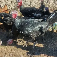 فروش. بوقلمون محلی و طبیعی