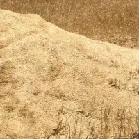 کاه|عمده‌فروشی|صالح آباد (خراسان), |دیوار