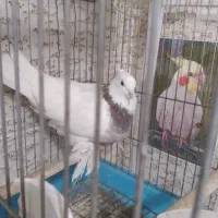 کبوتر زینتی|پرنده|صدرا-فارس, فاز ۱|دیوار