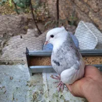 کفتر طوقی ماده|پرنده|تهران, مسگرآباد|دیوار