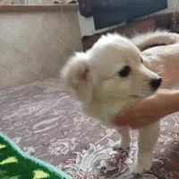 سگ آپارتمانی کوچک ۲ تومن|سگ|بندر کنگان, |دیوار