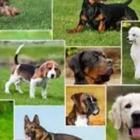 سگ پیدا شده