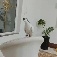 رنگه خوب هوایی چپ. وخال هردونر|پرنده|تربت جام, جامی|دیوار