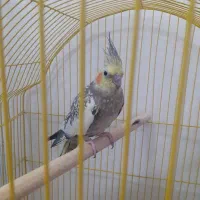 عروس هلندی|پرنده|قرچک, میرزائی جنوبی|دیوار