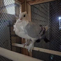 کبوتر بلژیکی اصیل|پرنده|کرج, کوی امامیه|دیوار