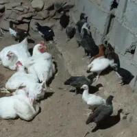 تعداد 6عدد مرغ گوشتی وا 20عدد جوجه زابلی درجه یک