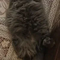 گربه برتیش|گربه|یزد, |دیوار