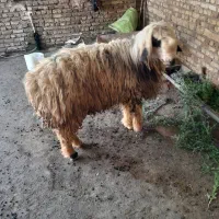 قورچ