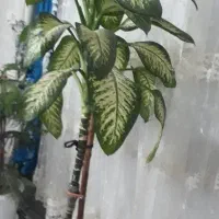 ۳عدد گل طبیعی