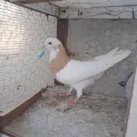 کبوتر|حیوانات|کرمانشاه, |دیوار