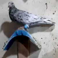 کبوتر چپ