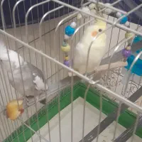 یک جفت عروس هلندی زیبا و سرحال