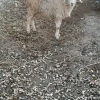 یک عدد بره ماده ساری قولاغ|حیوانات مزرعه|مشگین شهر, |دیوار