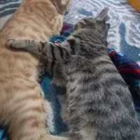 بچه گربه مجانی