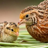 پیش‌ فروش جوجه بلدرچین