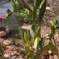 گلدان کاکتوس|گل و گیاه طبیعی|بندر ماهشهر, |دیوار