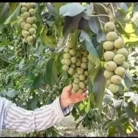 نهال فروشی مهندس فرخی