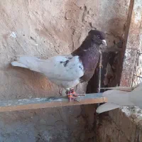 کله سرخ و کله زرد|پرنده|مشهد, چهاربرج|دیوار