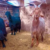 بز بزغاله میش گوسفند