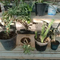 گل و کاکتوس|گل و گیاه طبیعی|نیشابور, بلوار گلها|دیوار