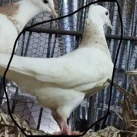 چهار تا کبوتر طوقی سه ماده یه نر|پرنده|چابهار, |دیوار