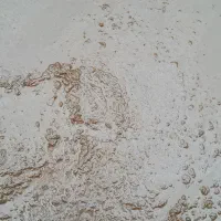 کود مایع گوسفندی